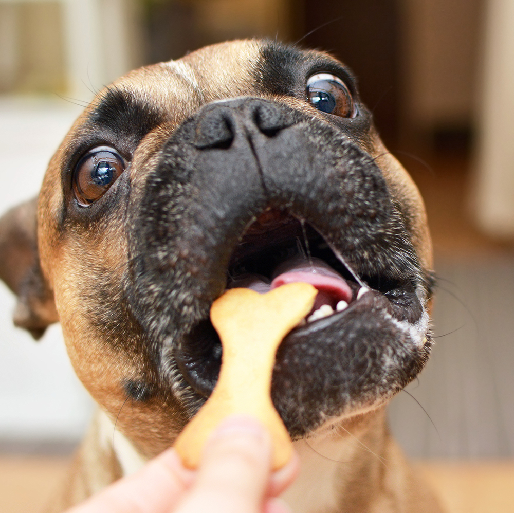 Milkbone-RM-TWCo-1
